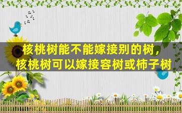 核桃树能不能嫁接别的树，核桃树可以嫁接容树或柿子树