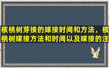 核桃树芽接的嫁接时间和方法，核桃树嫁接方法和时间以及嫁接的注意事项