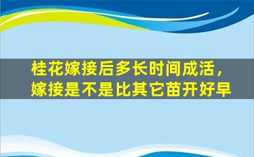 桂花嫁接后多长时间成活，嫁接是不是比其它苗开好早