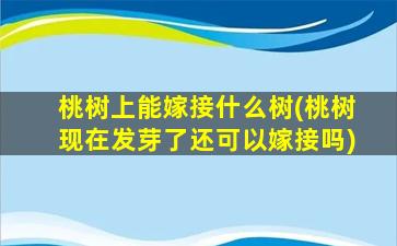 桃树上能嫁接什么树(桃树现在发芽了还可以嫁接吗)