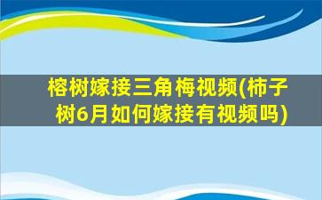 榕树嫁接三角梅视频(柿子树6月如何嫁接有视频吗)