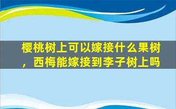 樱桃树上可以嫁接什么果树，西梅能嫁接到李子树上吗