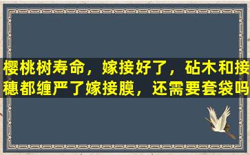 樱桃树寿命，嫁接好了，砧木和接穗都缠严了嫁接膜，还需要套袋吗