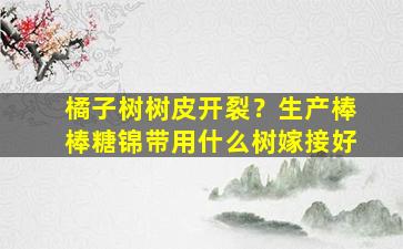 橘子树树皮开裂？生产棒棒糖锦带用什么树嫁接好