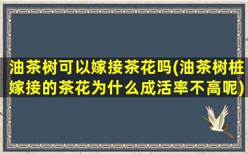 油茶树可以嫁接茶花吗(油茶树桩嫁接的茶花为什么成活率不高呢)