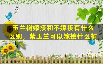 玉兰树嫁接和不嫁接有什么区别，紫玉兰可以嫁接什么树