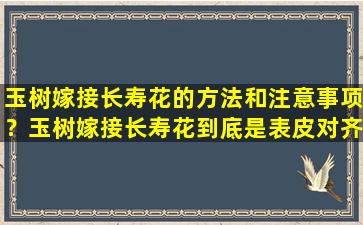 玉树嫁接长寿花的方法和注意事项？玉树嫁接长寿花到底是表皮对齐还是对齐形成层