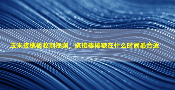 玉米接穗板收割视频，嫁接棒棒糖在什么时间最合适