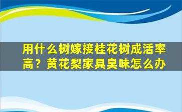 用什么树嫁接桂花树成活率高？黄花梨家具臭味怎么办