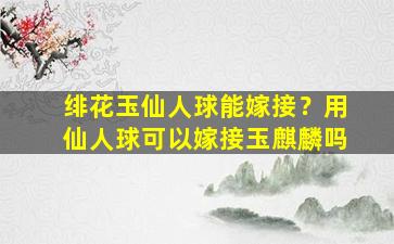 绯花玉仙人球能嫁接？用仙人球可以嫁接玉麒麟吗