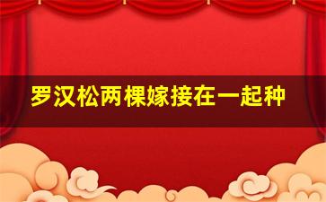 罗汉松两棵嫁接在一起种