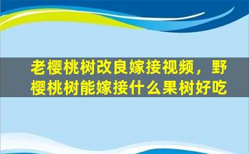 老樱桃树改良嫁接视频，野樱桃树能嫁接什么果树好吃