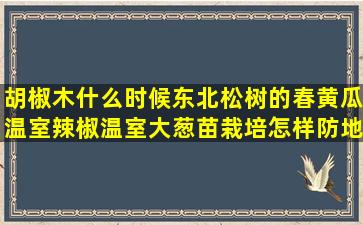 胡椒木什么时候东北松树的春黄瓜温室辣椒温室大葱苗栽培怎样防地蛆(胡椒木什么时候扦插)