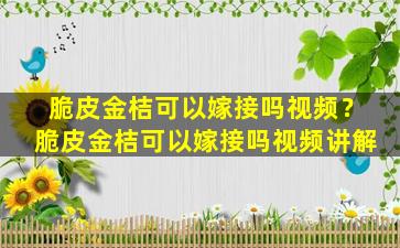 脆皮金桔可以嫁接吗视频？脆皮金桔可以嫁接吗视频讲解