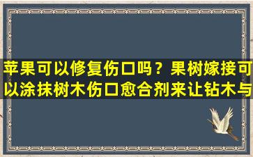 苹果可以修复伤口吗？果树嫁接可以涂抹树木伤口愈合剂来让钻木与接穗快速愈合吗