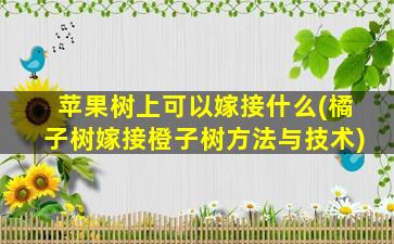 苹果树上可以嫁接什么(橘子树嫁接橙子树方法与技术)