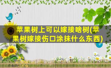 苹果树上可以嫁接啥树(苹果树嫁接伤口涂抹什么东西)