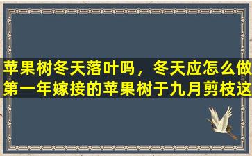 苹果树冬天落叶吗，冬天应怎么做第一年嫁接的苹果树于九月剪枝这