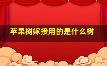 苹果树嫁接用的是什么树