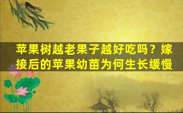 苹果树越老果子越好吃吗？嫁接后的苹果幼苗为何生长缓慢