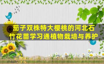 茄子双株特大樱桃的河北石竹花苗学习通植物栽培与养护