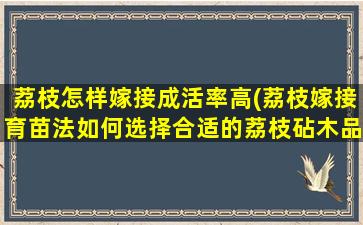 荔枝怎样嫁接成活率高(荔枝嫁接育苗法如何选择合适的荔枝砧木品种)