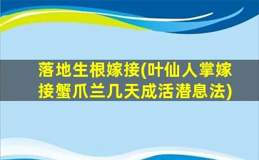 落地生根嫁接(叶仙人掌嫁接蟹爪兰几天成活潜息法)