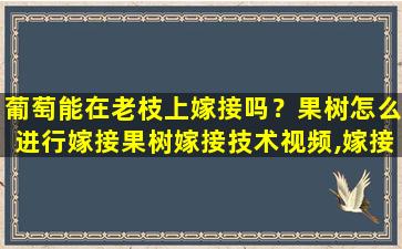 葡萄能在老枝上嫁接吗？果树怎么进行嫁接果树嫁接技术视频,嫁接方法图解