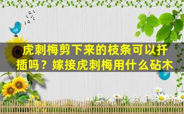 虎刺梅剪下来的枝条可以扦插吗？嫁接虎刺梅用什么砧木