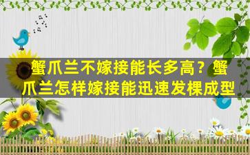 蟹爪兰不嫁接能长多高？蟹爪兰怎样嫁接能迅速发棵成型