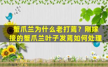 蟹爪兰为什么老打蔫？刚嫁接的蟹爪兰叶子发蔫如何处理