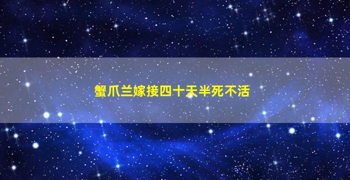 蟹爪兰嫁接四十天半死不活