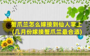 蟹爪兰怎么嫁接到仙人掌上(几月份嫁接蟹爪兰最合适)