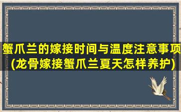 蟹爪兰的嫁接时间与温度注意事项(龙骨嫁接蟹爪兰夏天怎样养护)