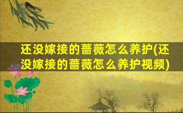 还没嫁接的蔷薇怎么养护(还没嫁接的蔷薇怎么养护视频)