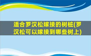 适合罗汉松嫁接的树桩(罗汉松可以嫁接到哪些树上)