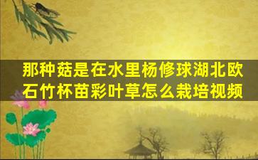 那种菇是在水里杨修球湖北欧石竹杯苗彩叶草怎么栽培视频