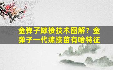 金弹子嫁接技术图解？金弹子一代嫁接苗有啥特征