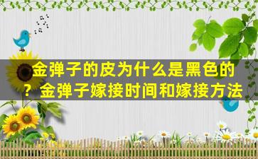 金弹子的皮为什么是黑色的？金弹子嫁接时间和嫁接方法