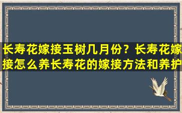 长寿花嫁接玉树几月份？长寿花嫁接怎么养长寿花的嫁接方法和养护技巧