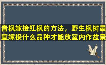 青枫嫁接红枫的方法，野生枫树最宜嫁接什么品种才能放室内作盆景观赏