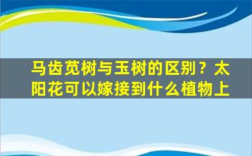 马齿苋树与玉树的区别？太阳花可以嫁接到什么植物上