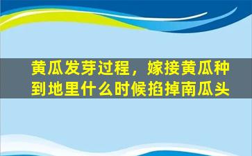 黄瓜发芽过程，嫁接黄瓜种到地里什么时候掐掉南瓜头