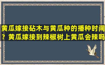 黄瓜嫁接砧木与黄瓜种的播种时间？黄瓜嫁接到辣椒树上黄瓜会辣吗