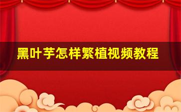 黑叶芋怎样繁植视频教程